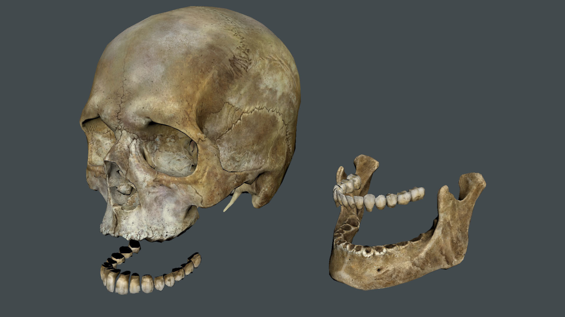 Game ready realistic male and female skull 8K- low poly Low-poly 3D model_15