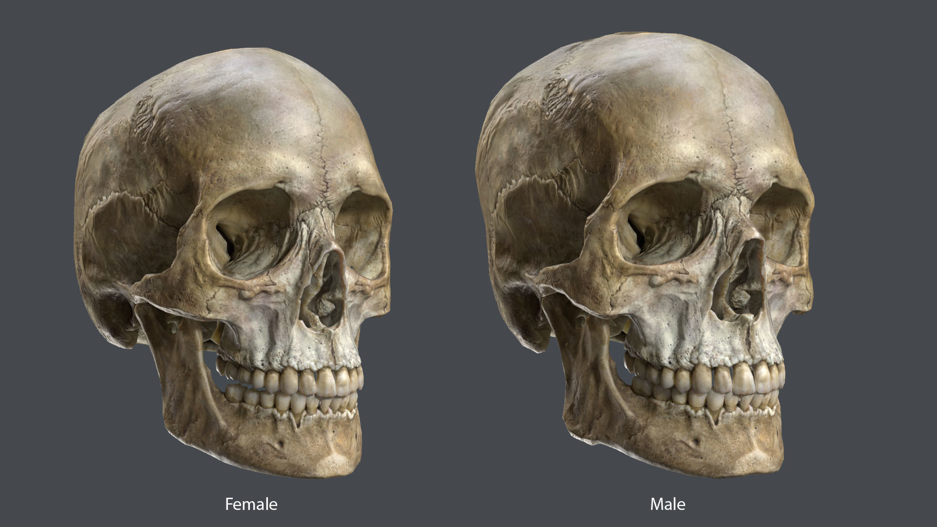 Game ready realistic male and female skull 8K- low poly Low-poly 3D model_4