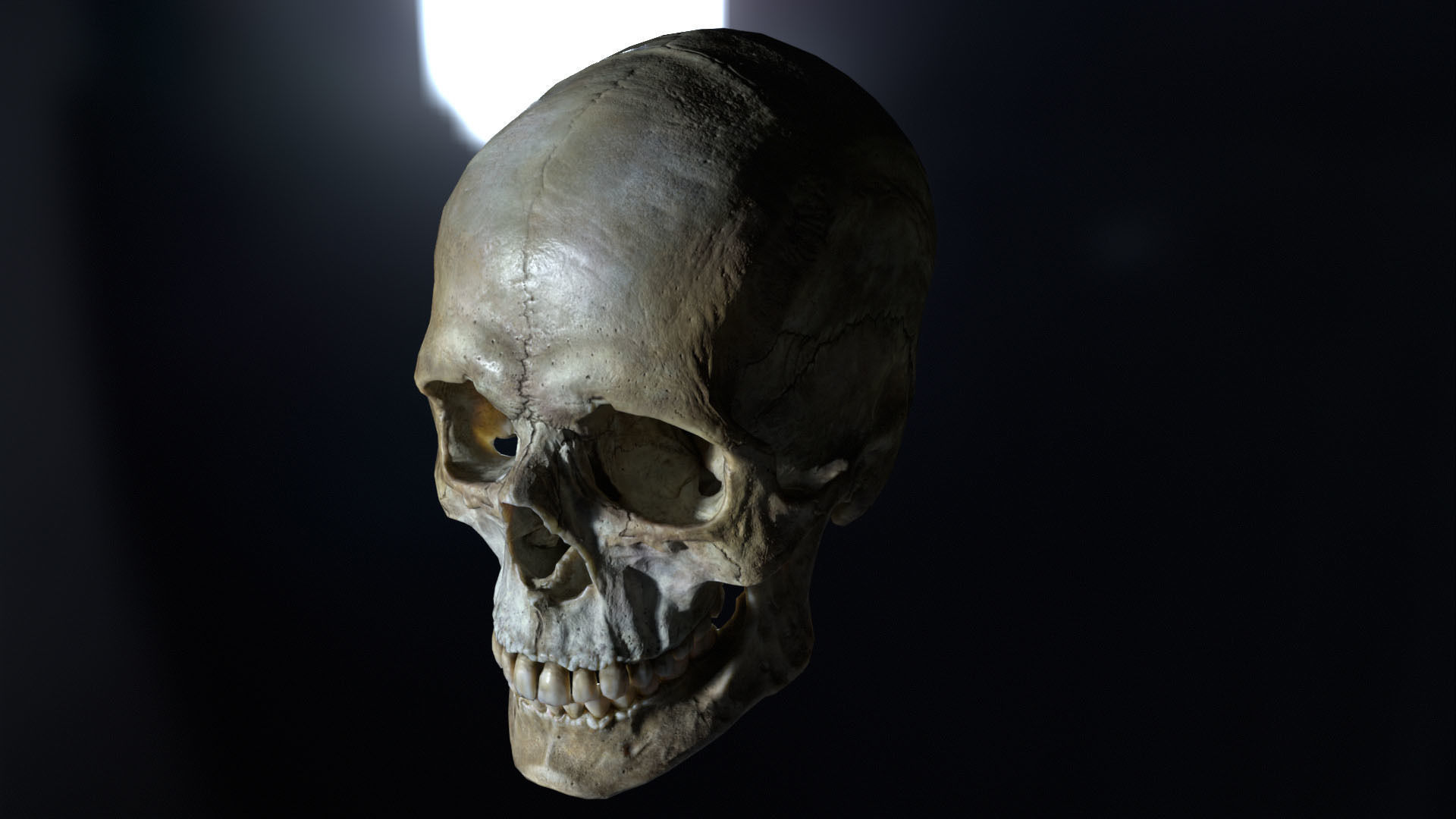 Game ready realistic male and female skull 8K- low poly Low-poly 3D model_27
