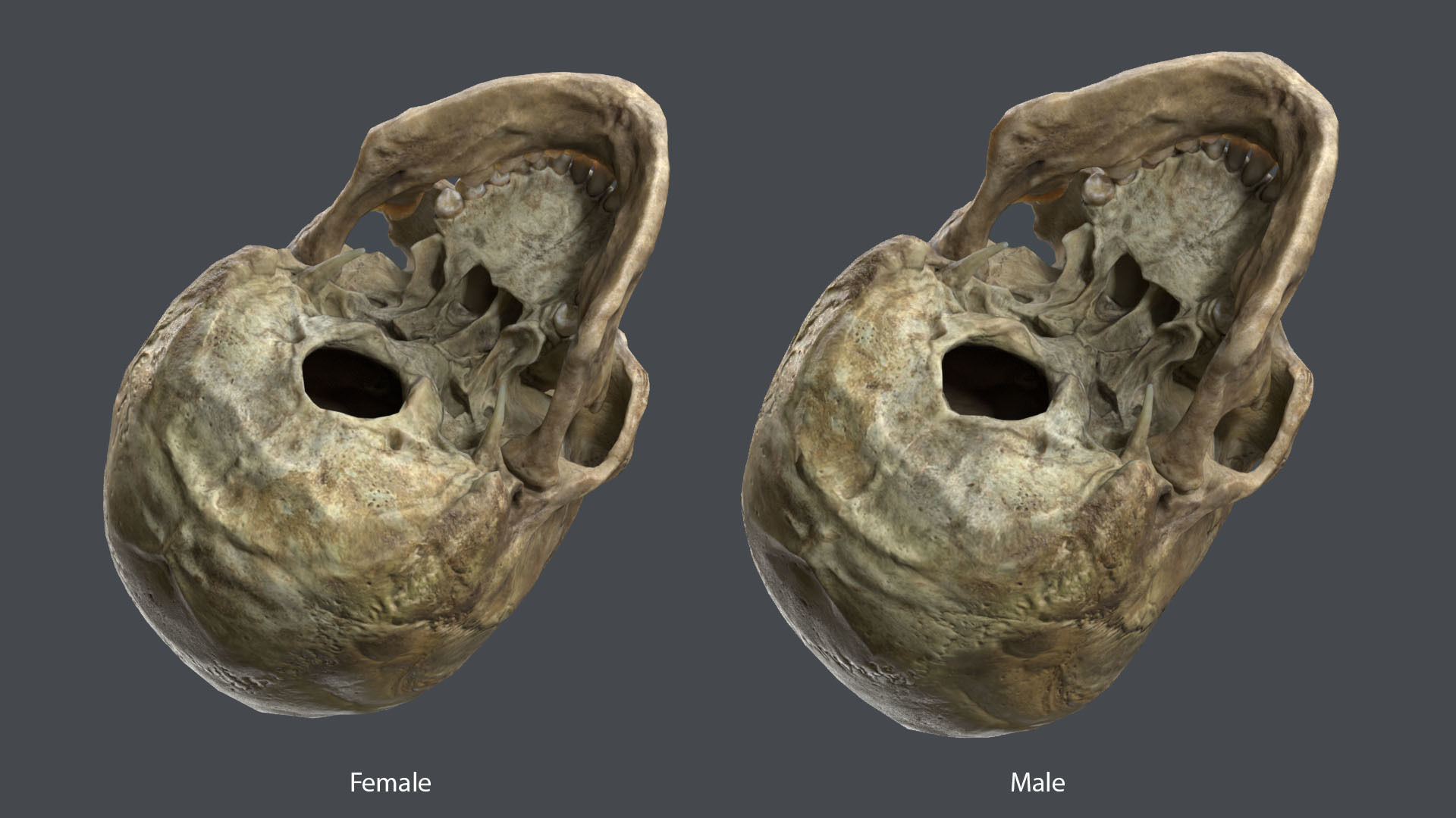 Game ready realistic male and female skull 8K- low poly Low-poly 3D model_8