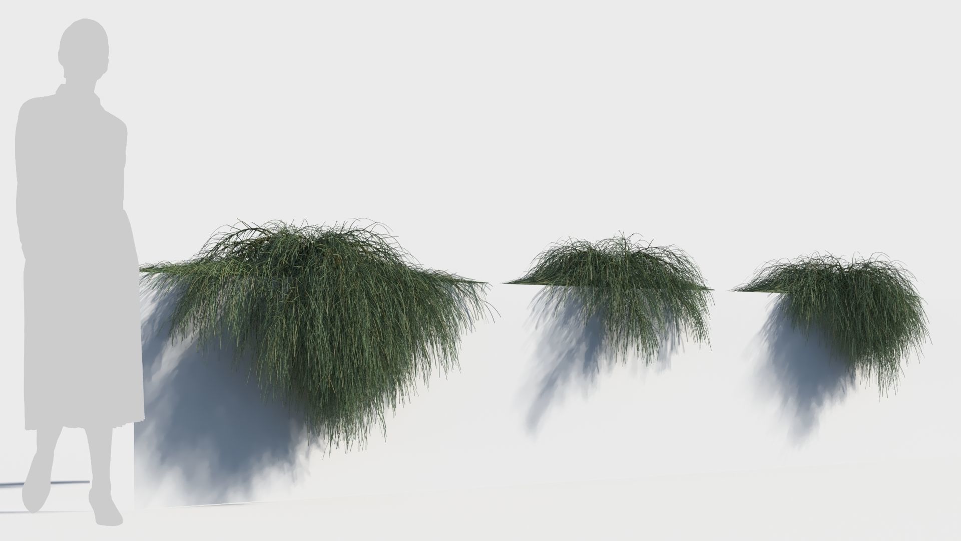 Casuarina glauca a 3D model_3