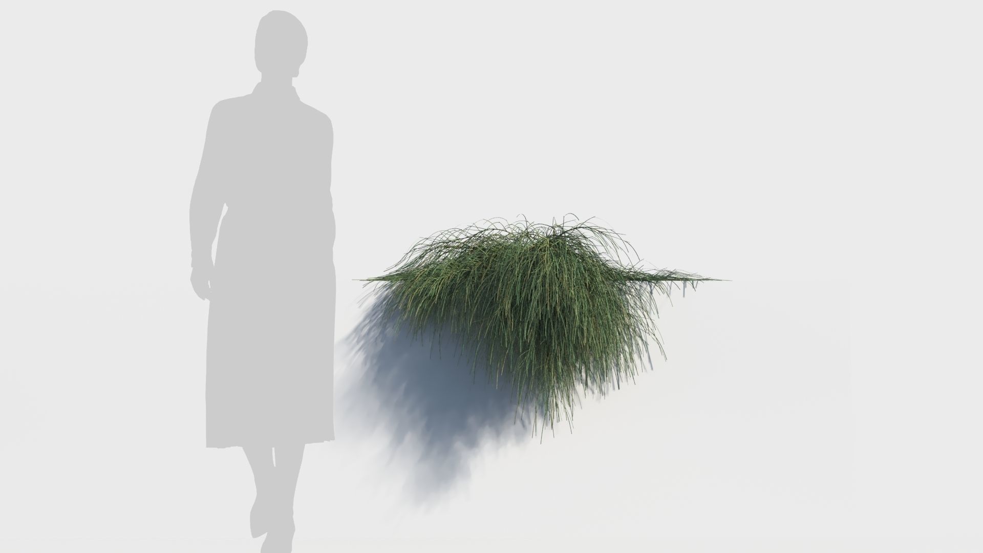 Casuarina glauca a 3D model_7