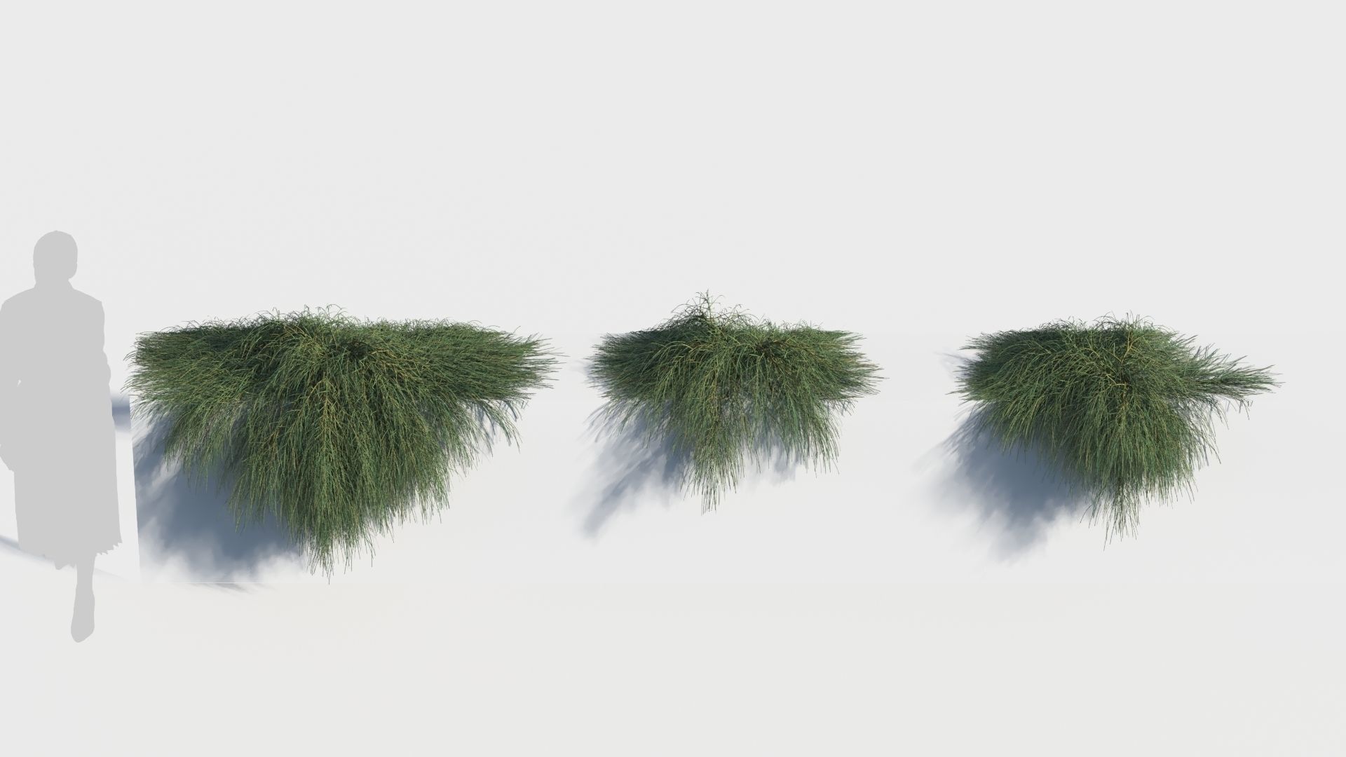 Casuarina glauca a 3D model_2