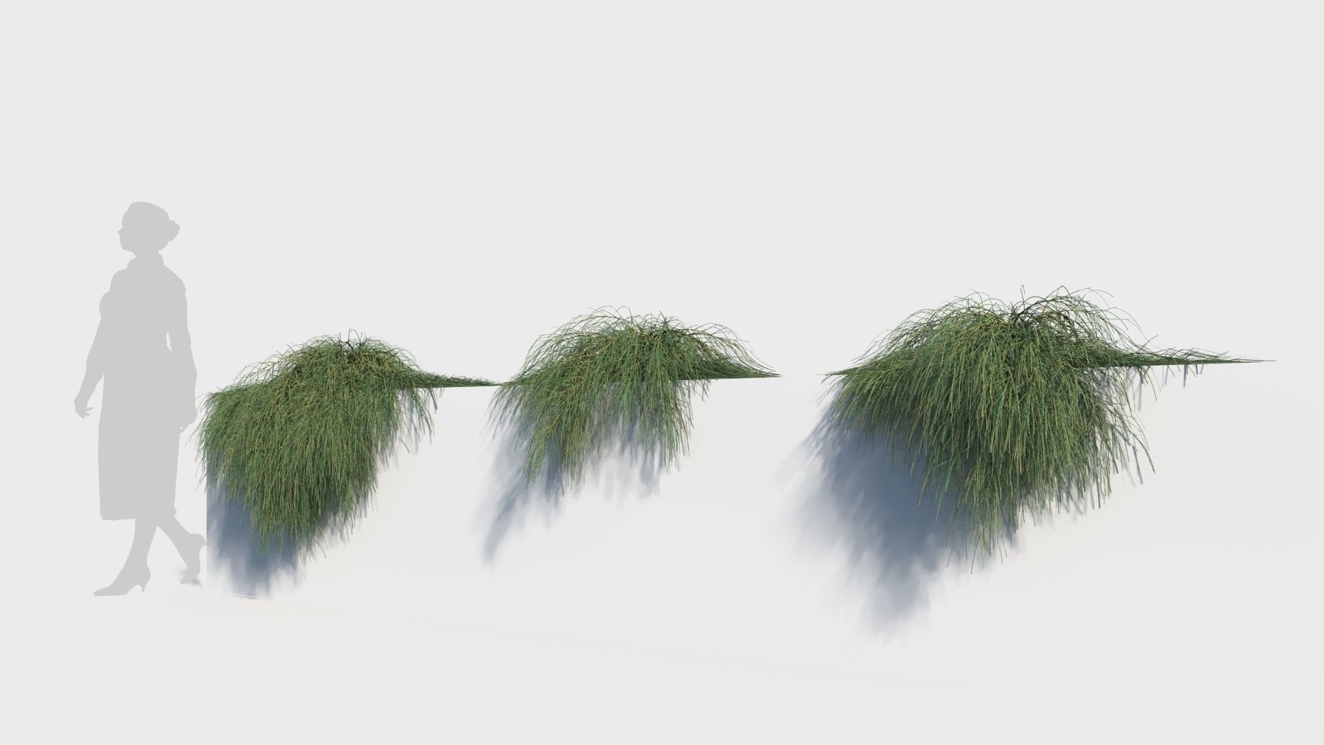 Casuarina glauca a 3D model_1