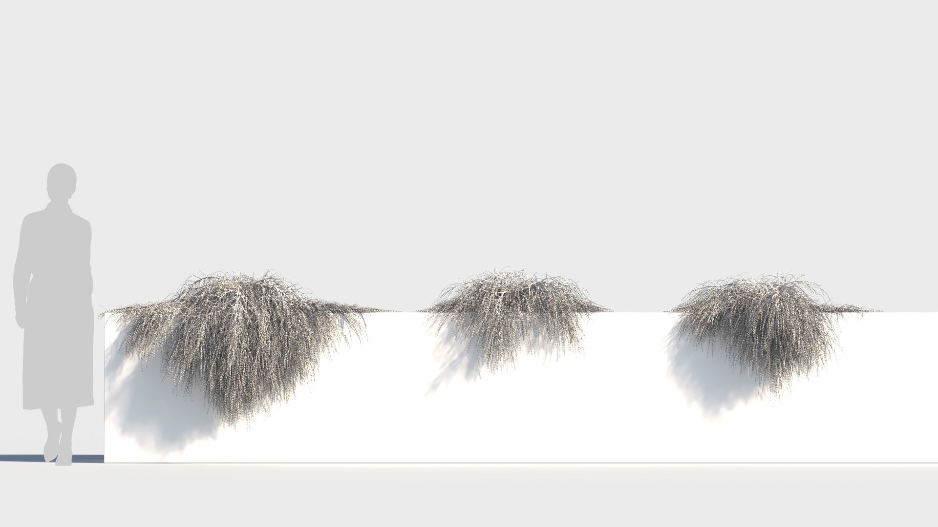 Casuarina glauca a 3D model_8