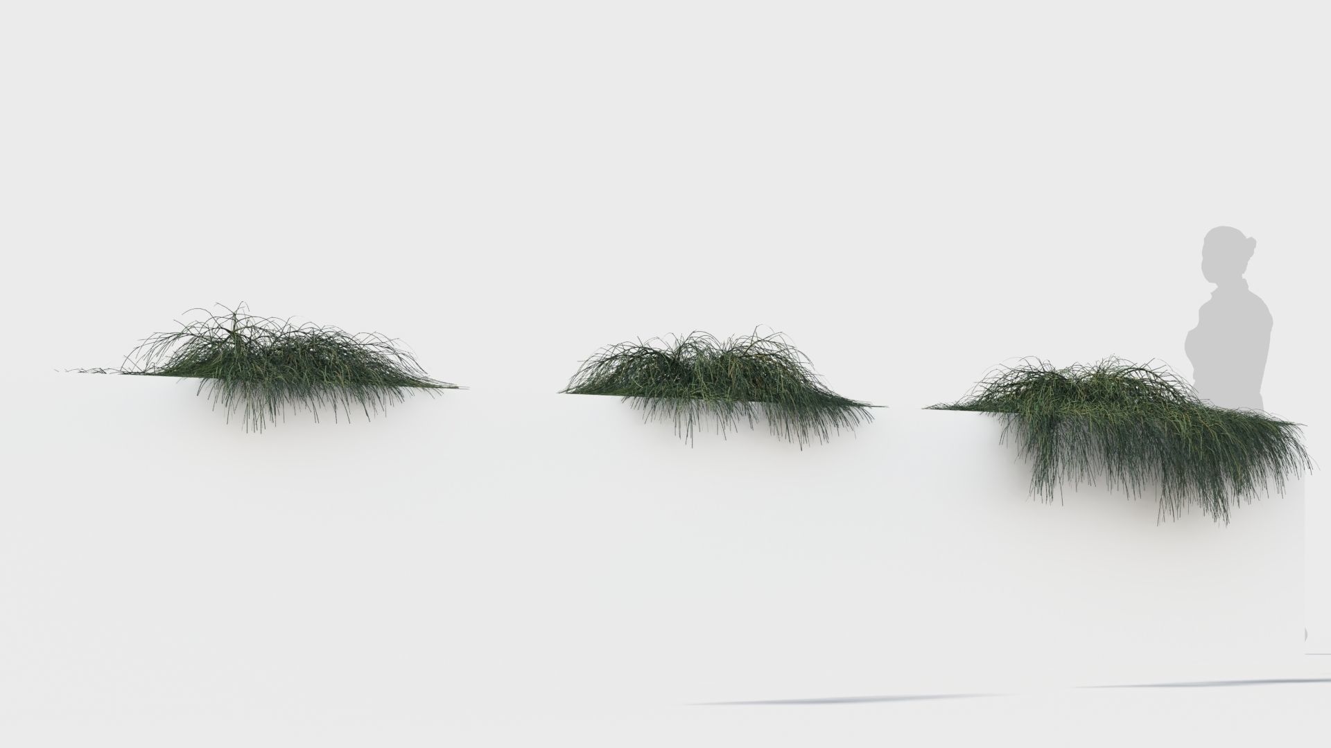 Casuarina glauca a 3D model_4