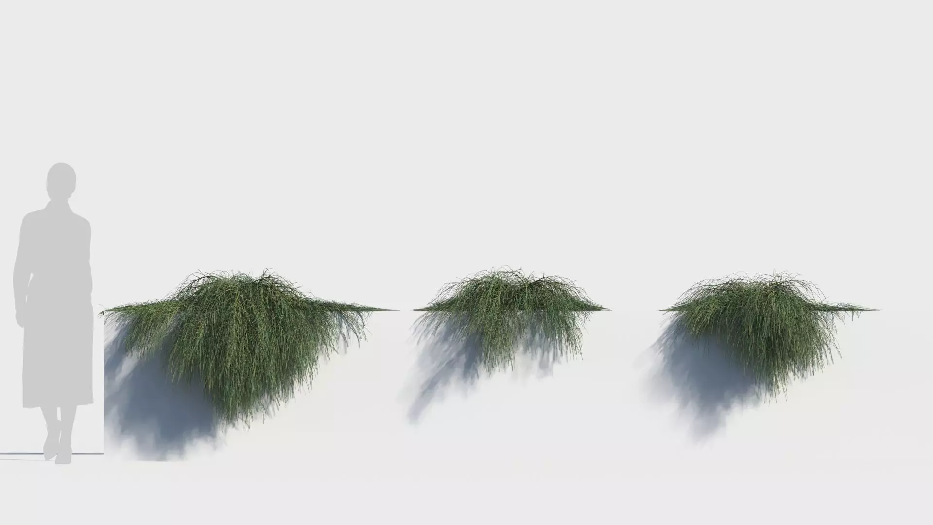 Casuarina glauca a 3D model_0