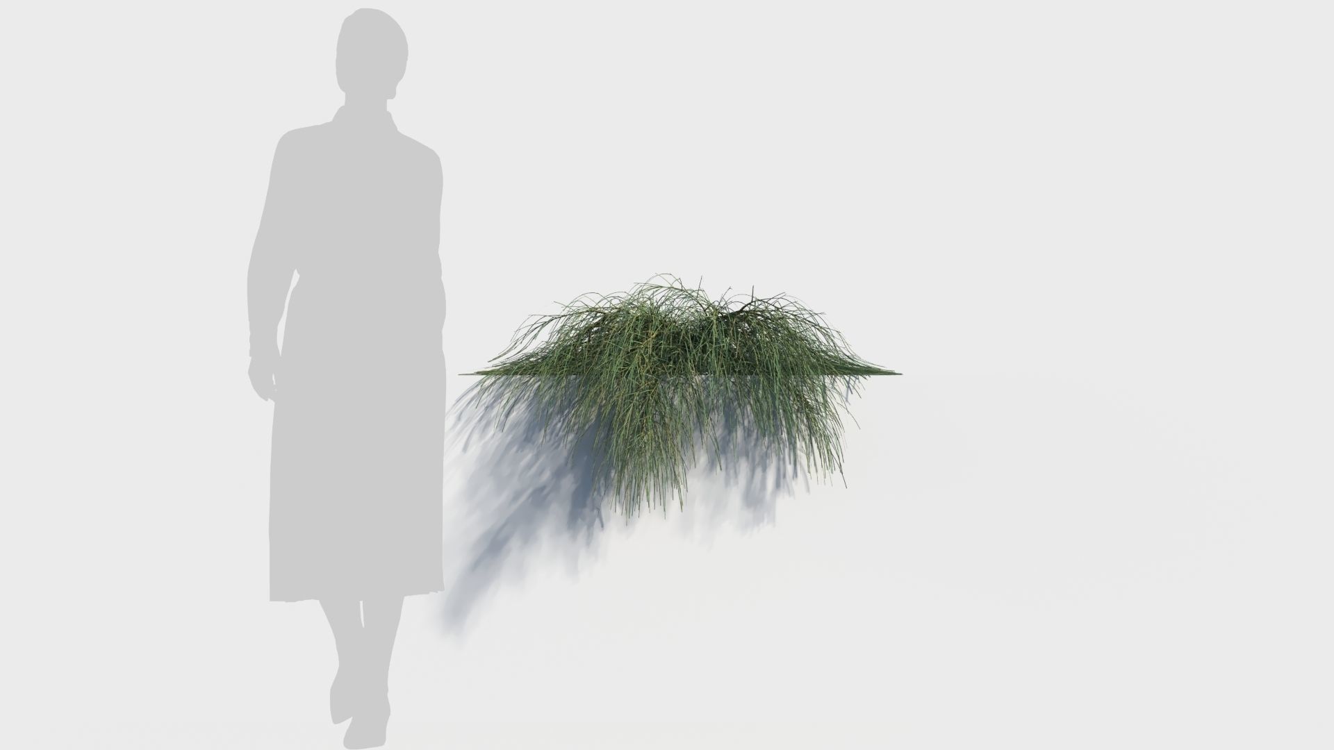 Casuarina glauca a 3D model_6