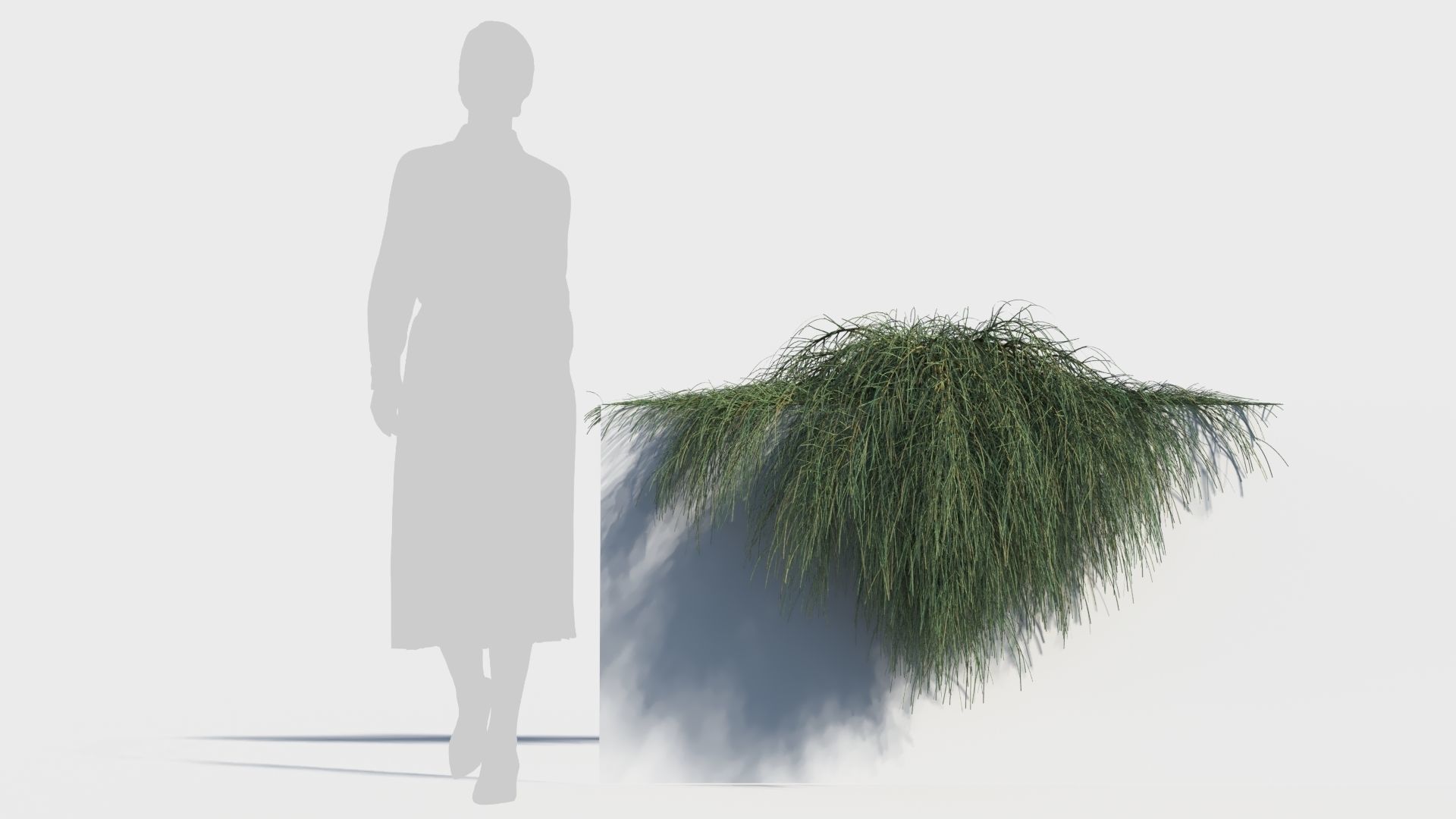 Casuarina glauca a 3D model_5