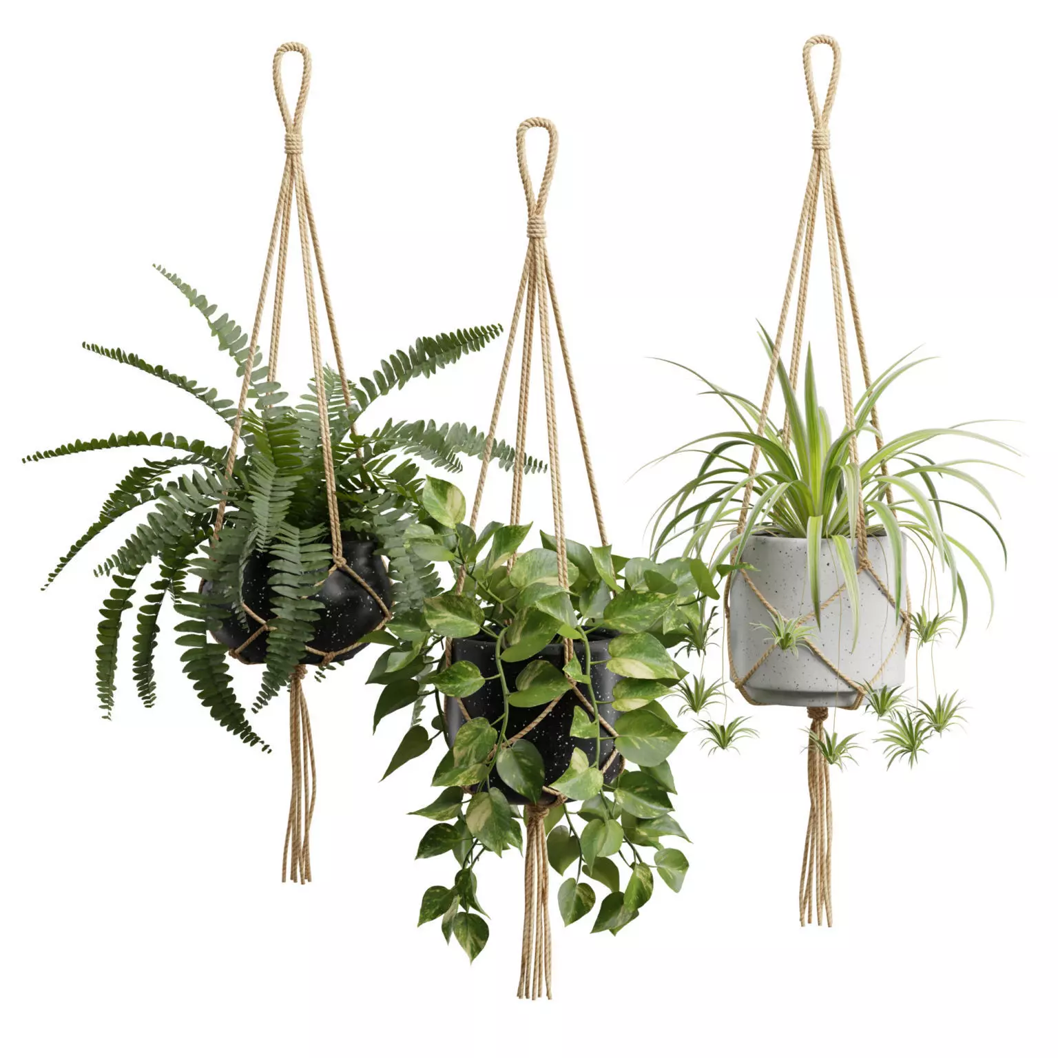 Hanging Plants 01 3D model
