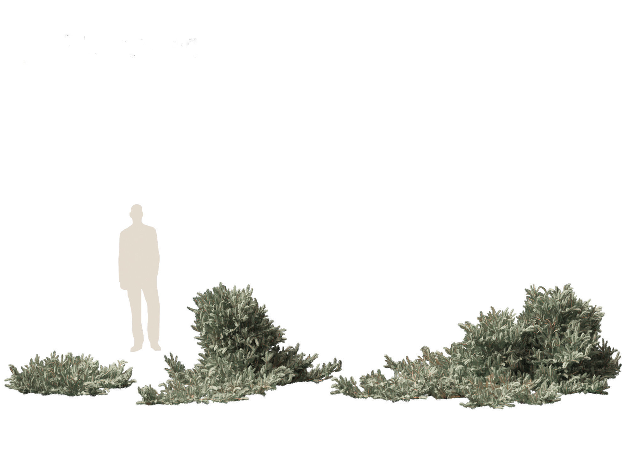 Picea pungens Glauca Procumbens - Procumbent Colorado Spruce 3D model_5