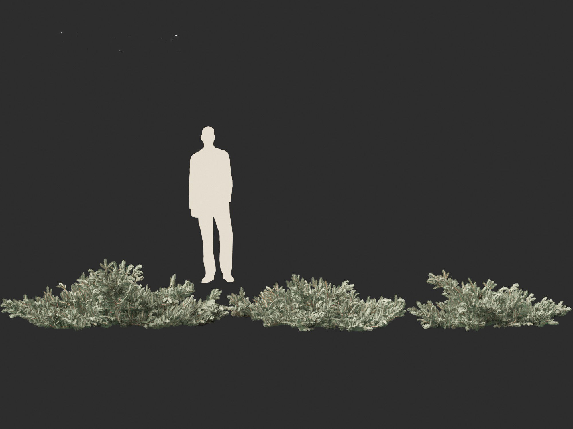 Picea pungens Glauca Procumbens - Procumbent Colorado Spruce 3D model_4