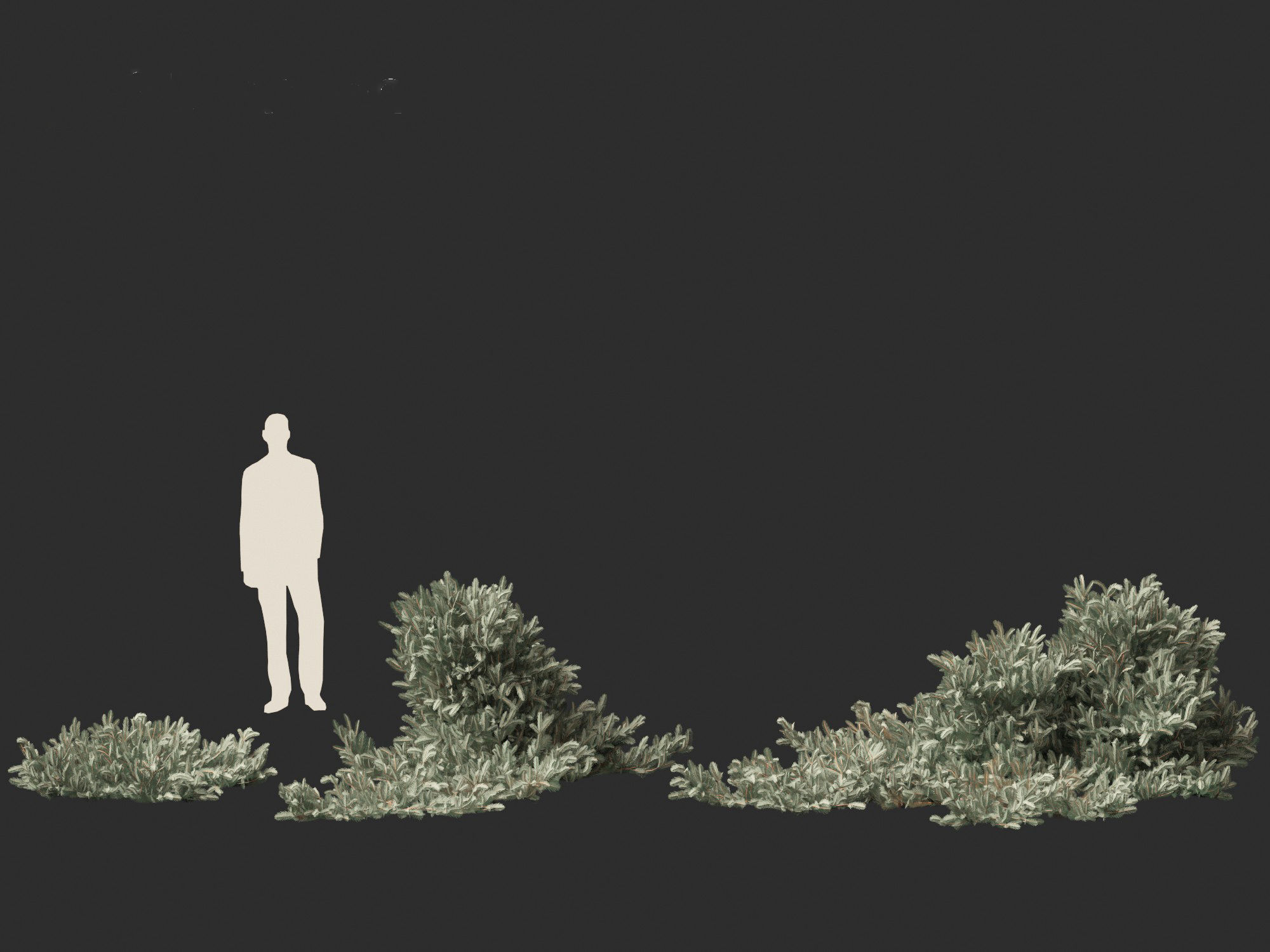 Picea pungens Glauca Procumbens - Procumbent Colorado Spruce 3D model_6