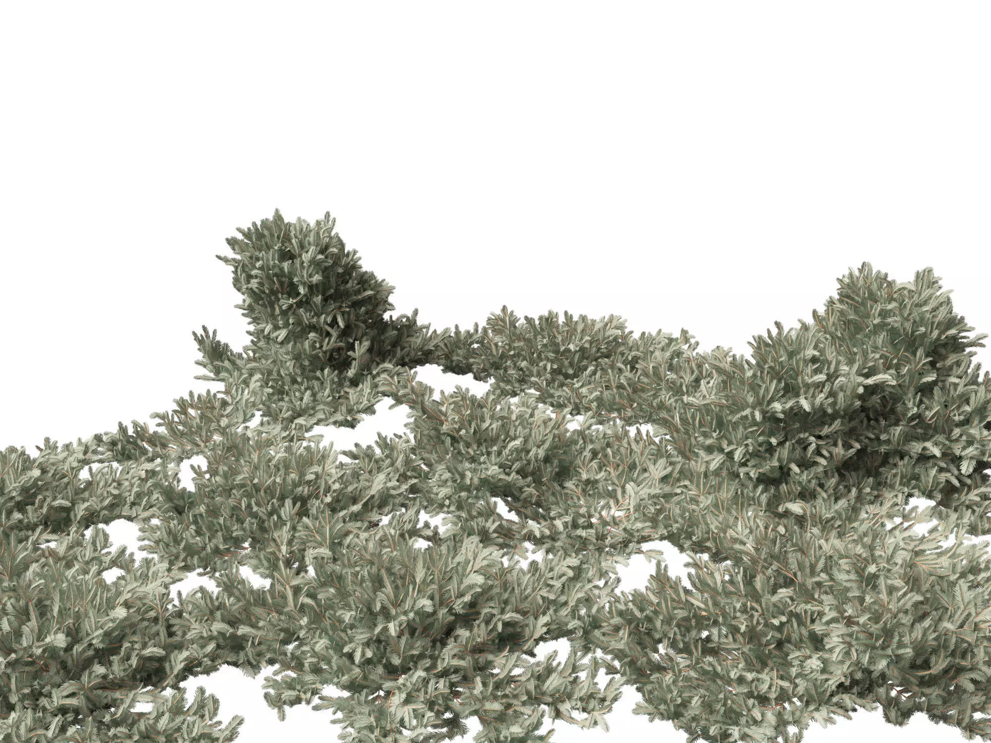 Picea pungens Glauca Procumbens - Procumbent Colorado Spruce 3D model_0