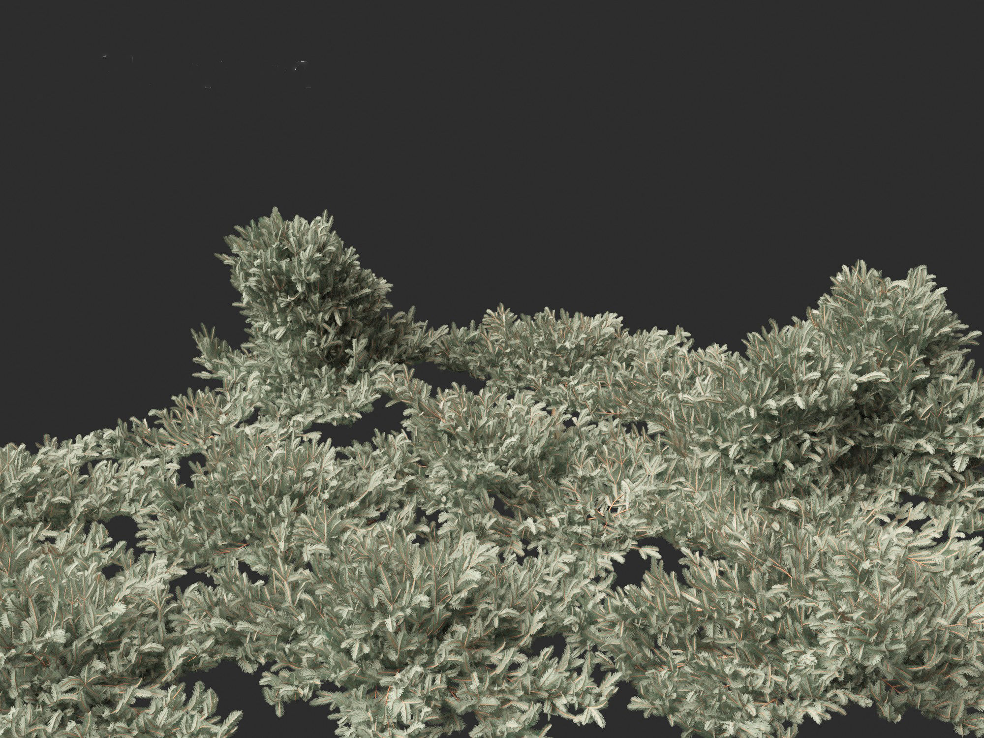 Picea pungens Glauca Procumbens - Procumbent Colorado Spruce 3D model_7