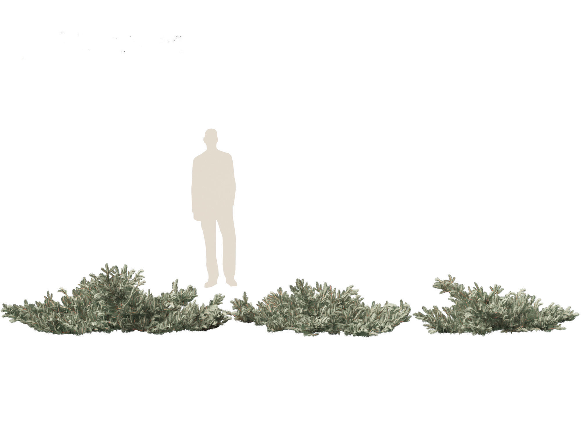 Picea pungens Glauca Procumbens - Procumbent Colorado Spruce 3D model_3