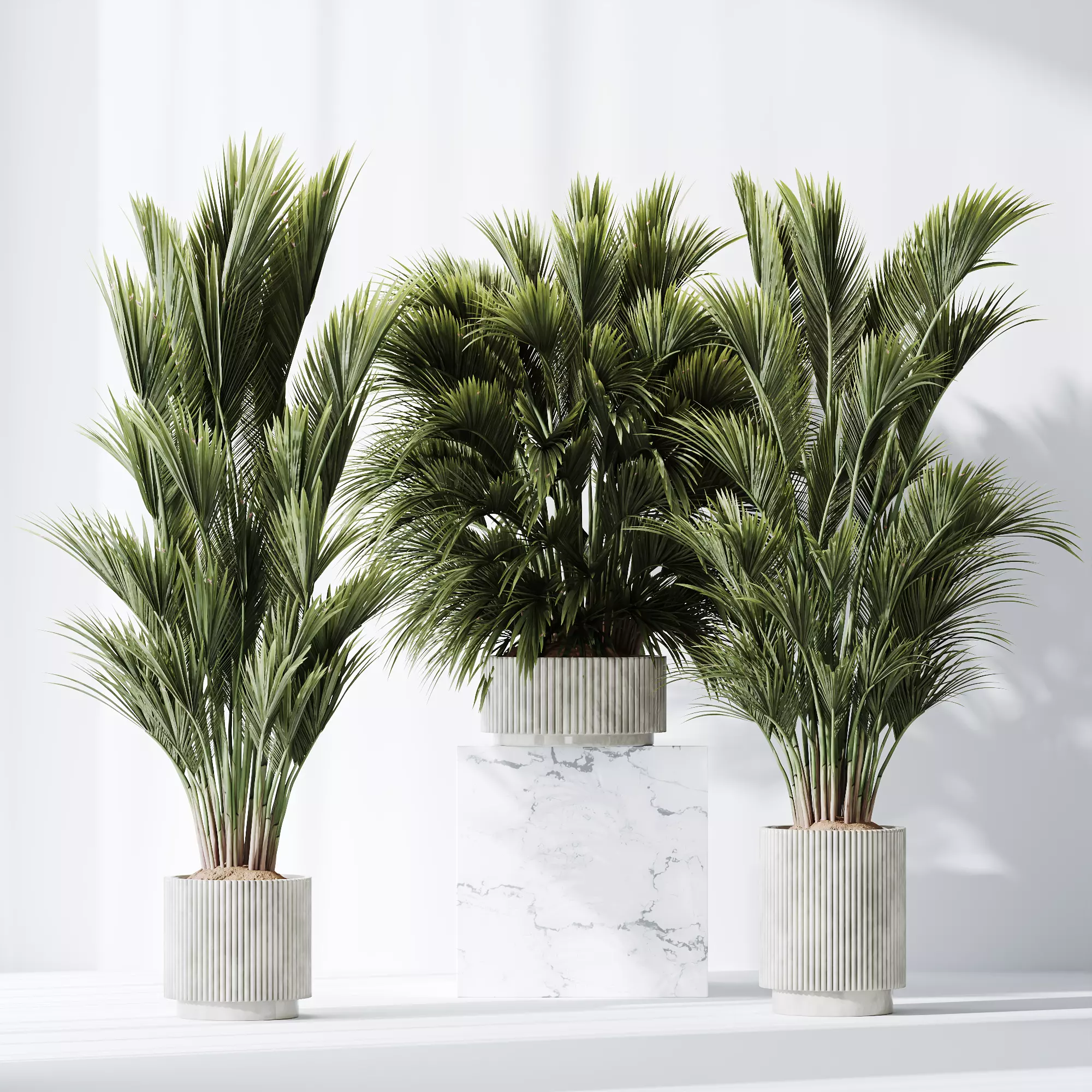 HQ Plants Areca Majesty Cat Reed Palm Set05 3D model