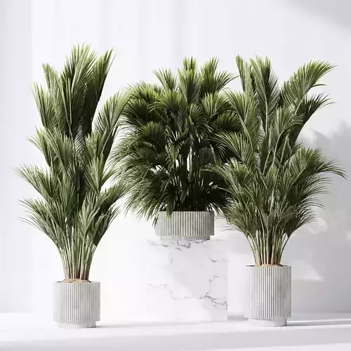 HQ Plants Areca Majesty Cat Reed Palm Set05