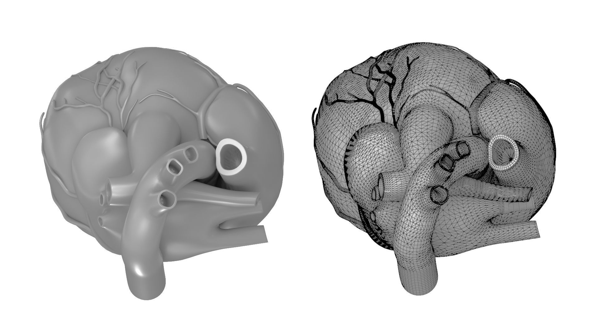 Printable Human Heart 3D model 3D printable CGTrader