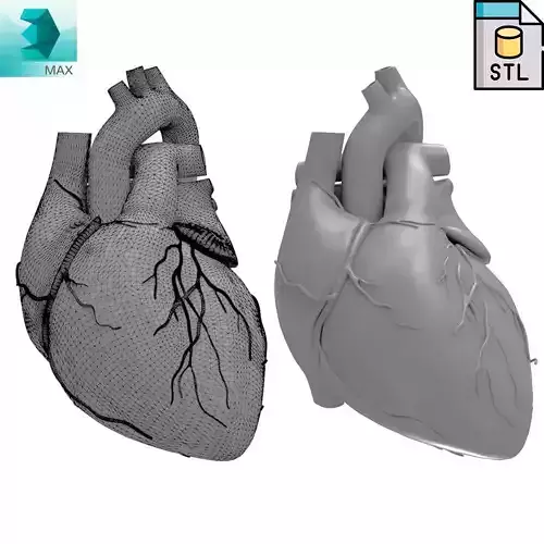 Printable Human Heart 3D print model