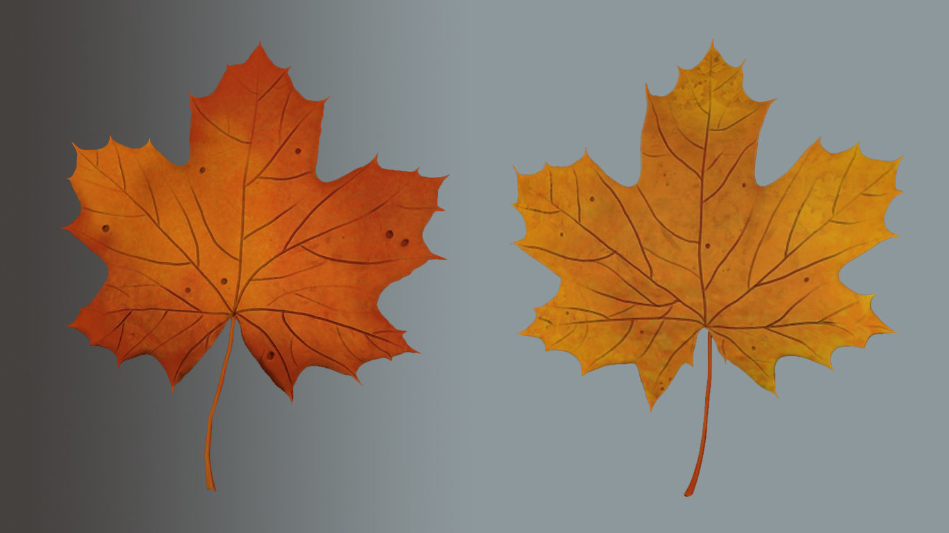 Plane tree leaves  Low-poly 3D model_5