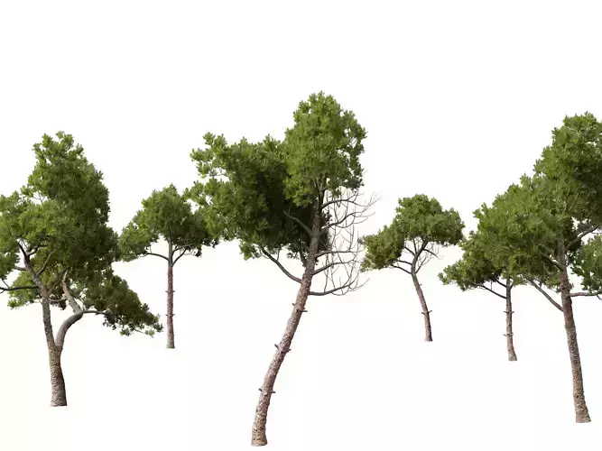 Pinus dalatensis - Dalat pine 3D model