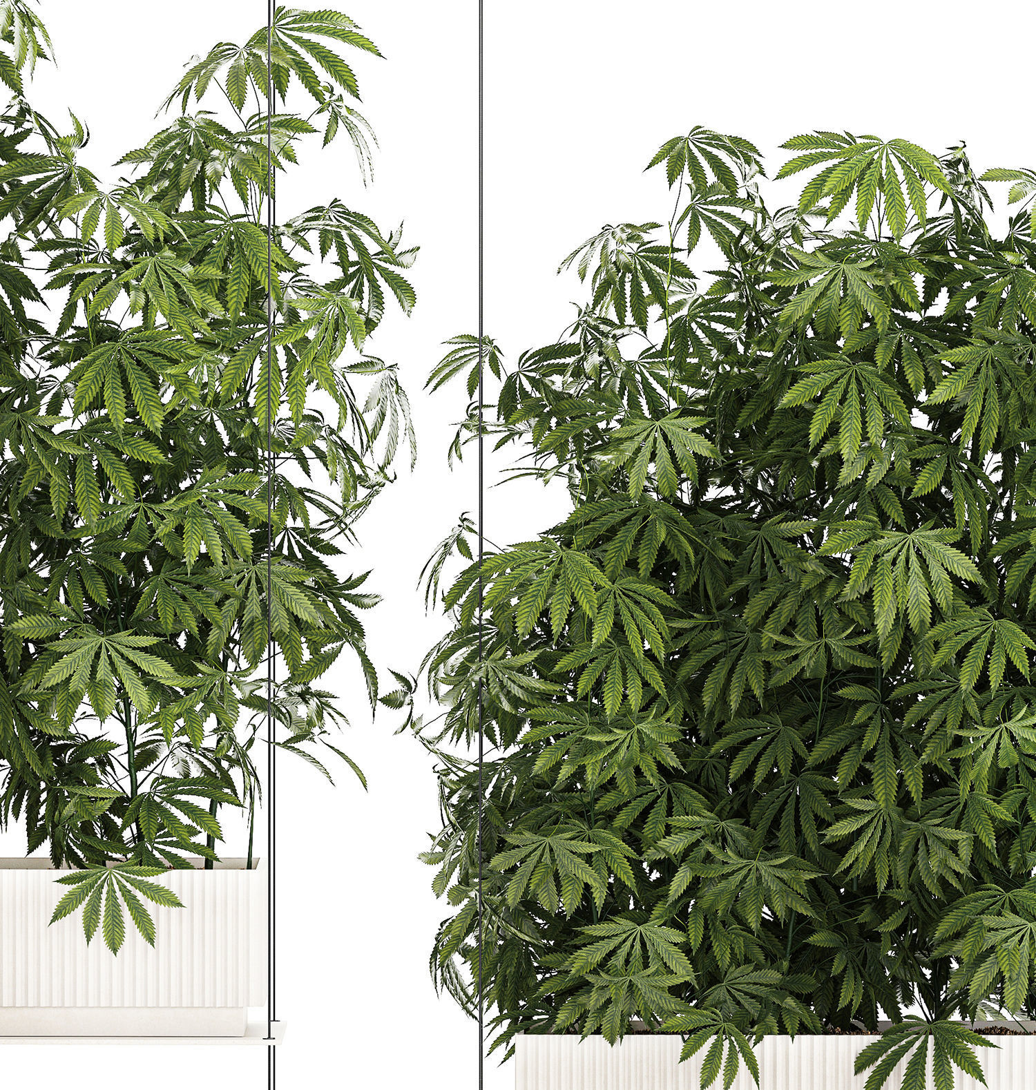 Garden plantation Bushes Hemp Marijuana Cannabis 1428 3D model_11