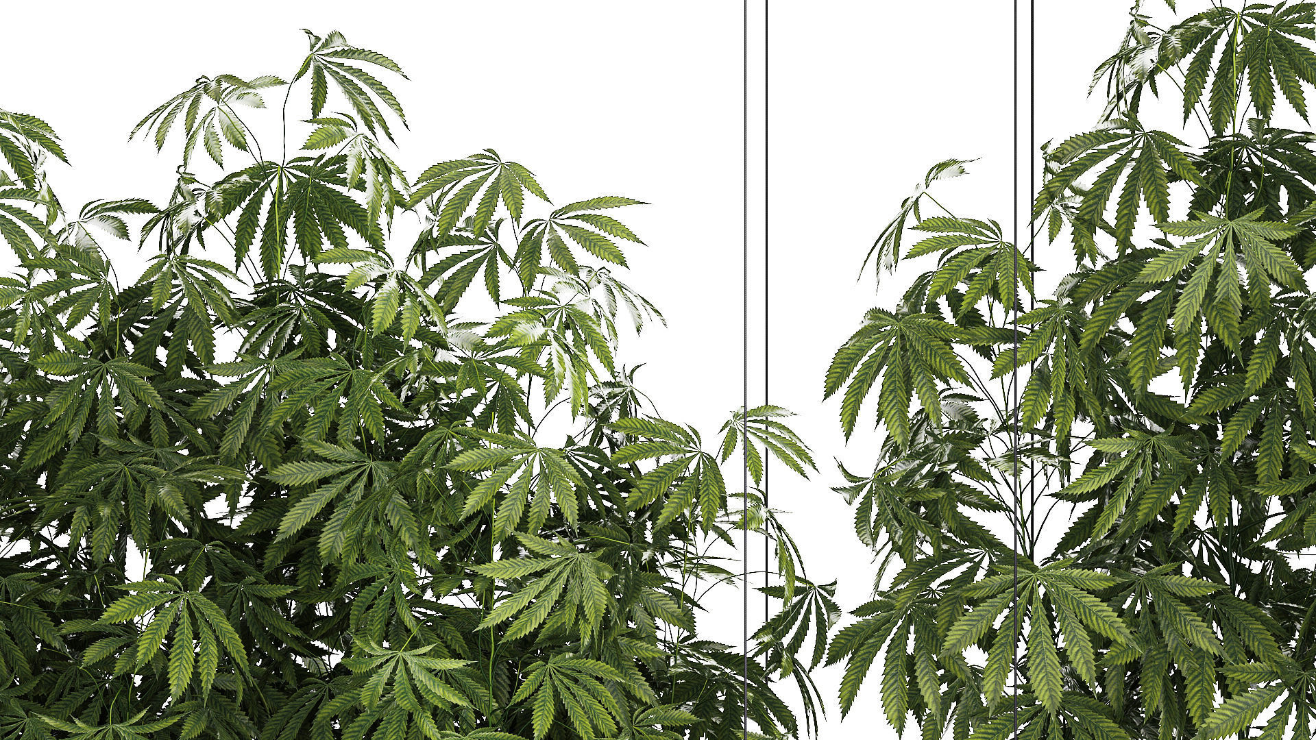 Garden plantation Bushes Hemp Marijuana Cannabis 1428 3D model_5