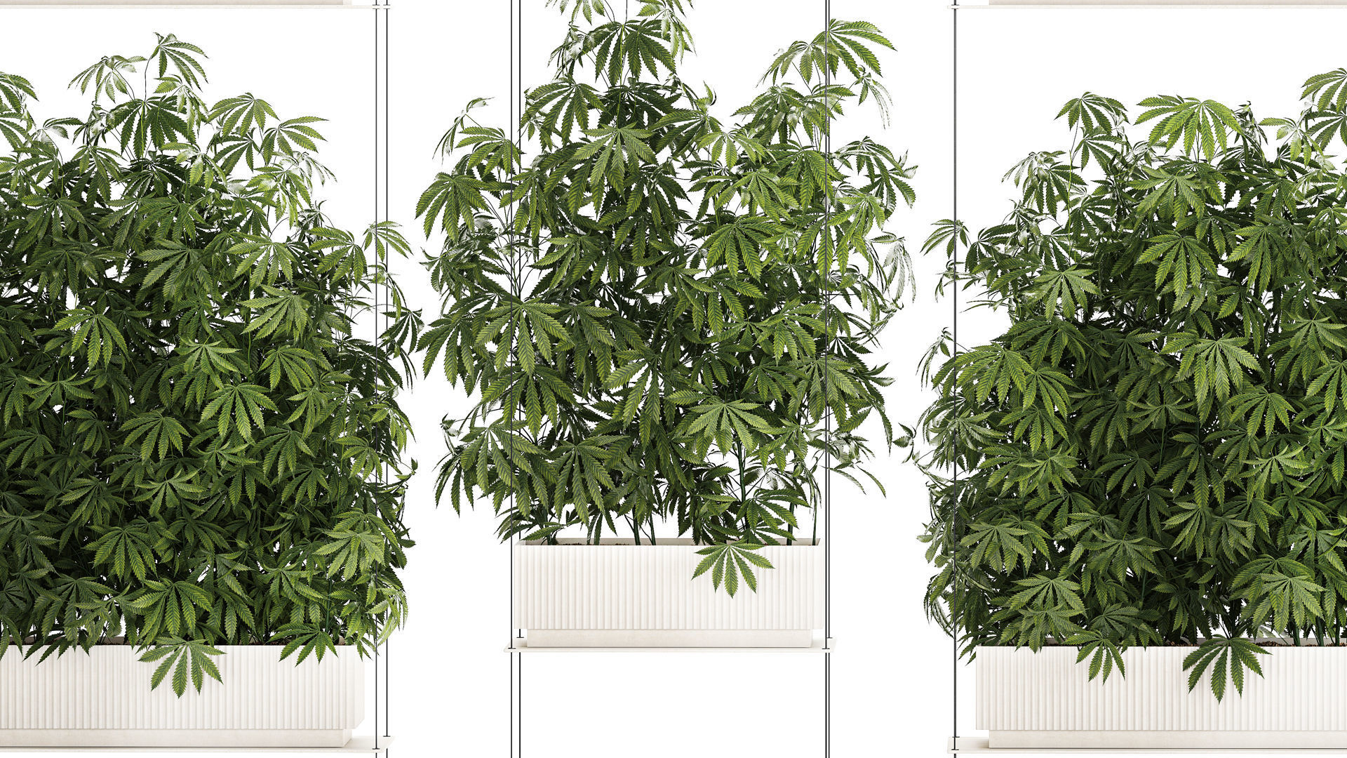 Garden plantation Bushes Hemp Marijuana Cannabis 1428 3D model_4