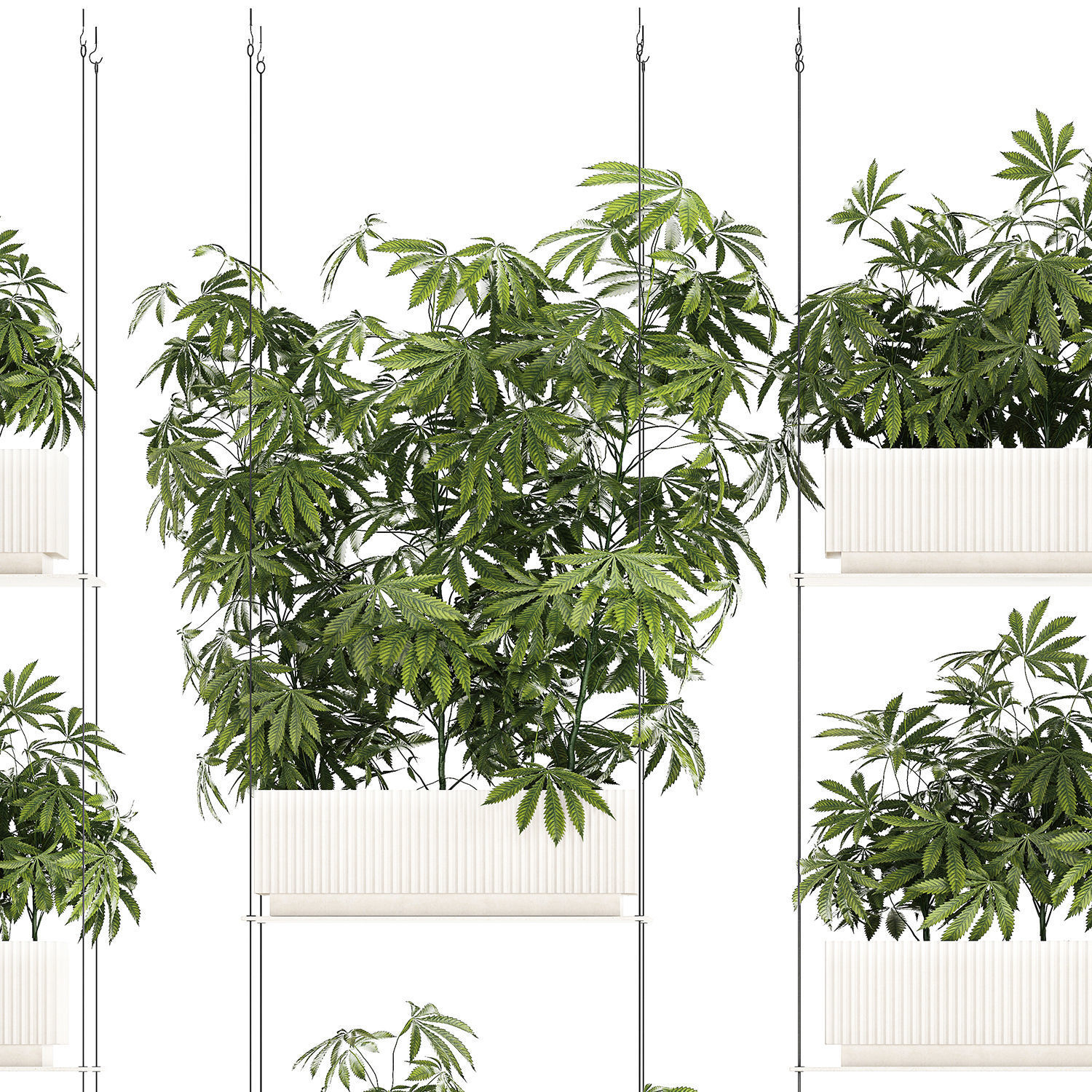 Garden plantation Bushes Hemp Marijuana Cannabis 1428 3D model_12