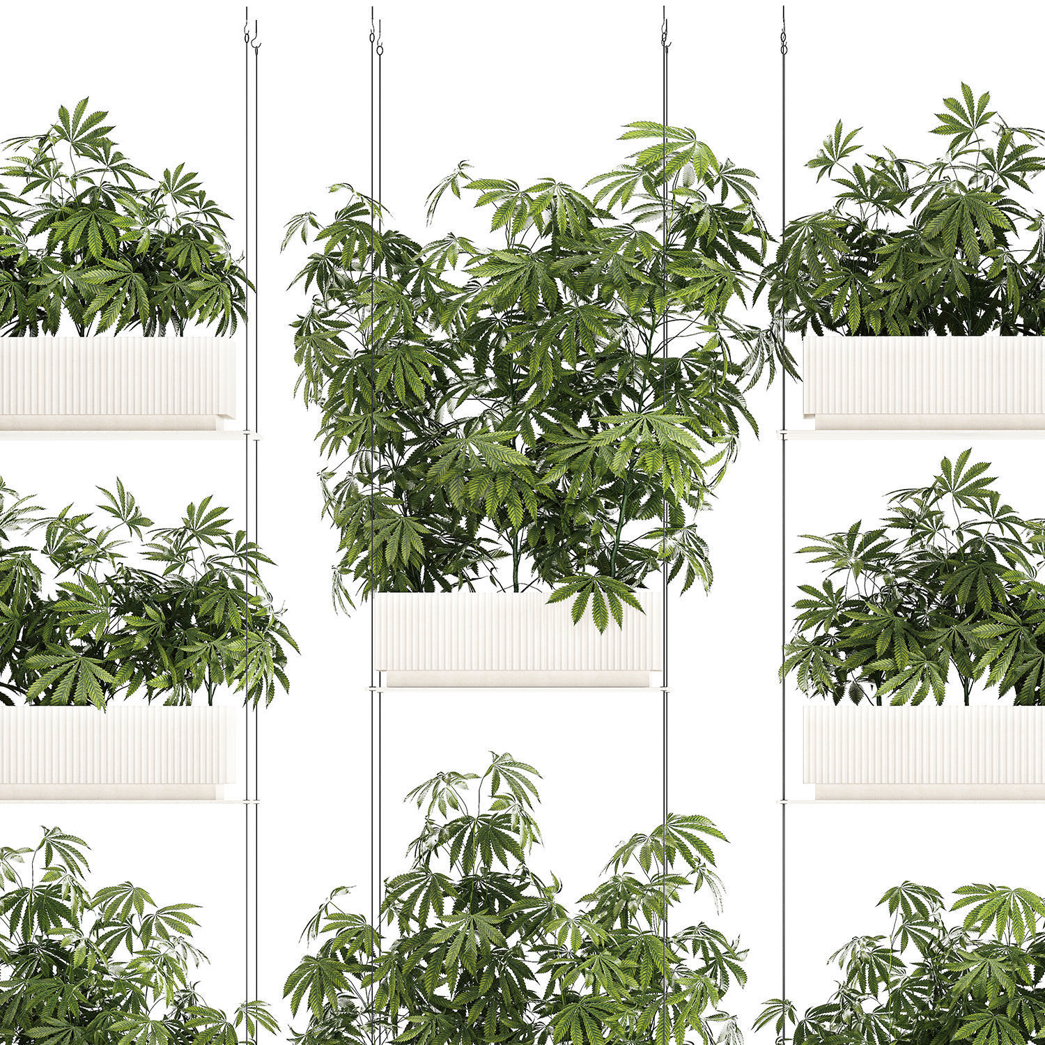 Garden plantation Bushes Hemp Marijuana Cannabis 1428 3D model_9