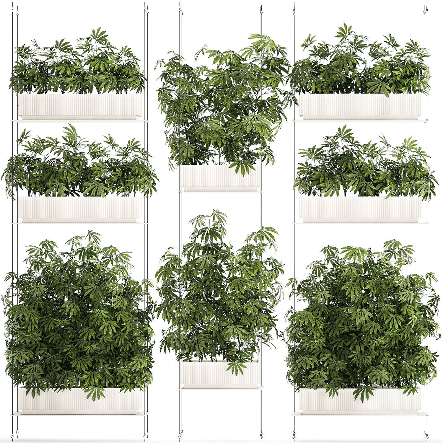 Garden plantation Bushes Hemp Marijuana Cannabis 1428 3D model_8