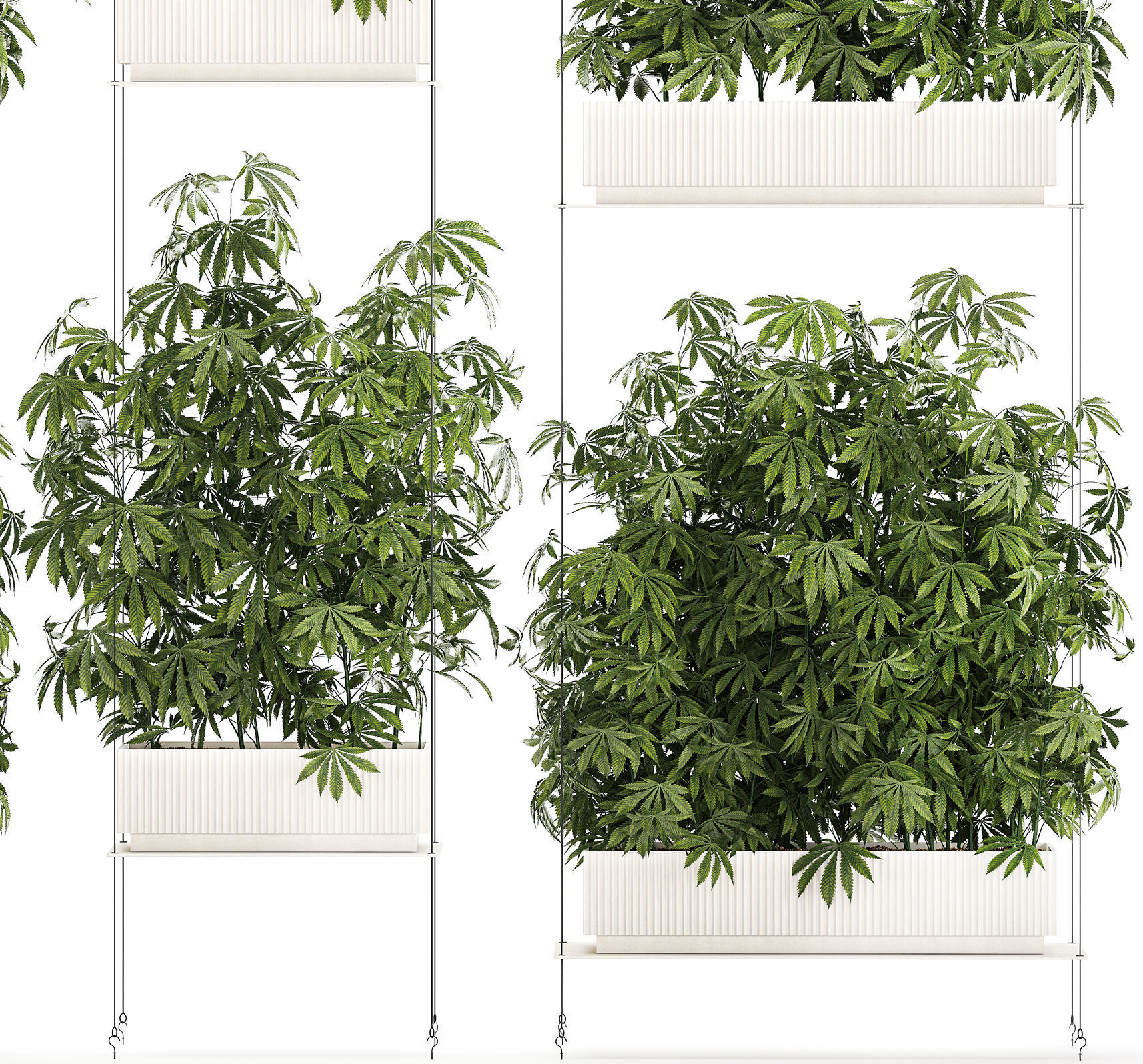 Garden plantation Bushes Hemp Marijuana Cannabis 1428 3D model_10