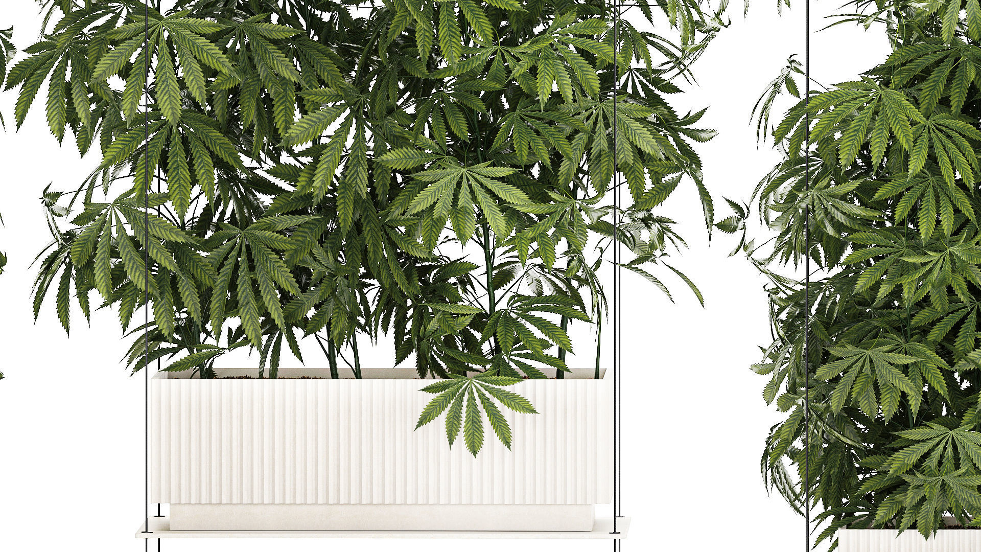 Garden plantation Bushes Hemp Marijuana Cannabis 1428 3D model_6