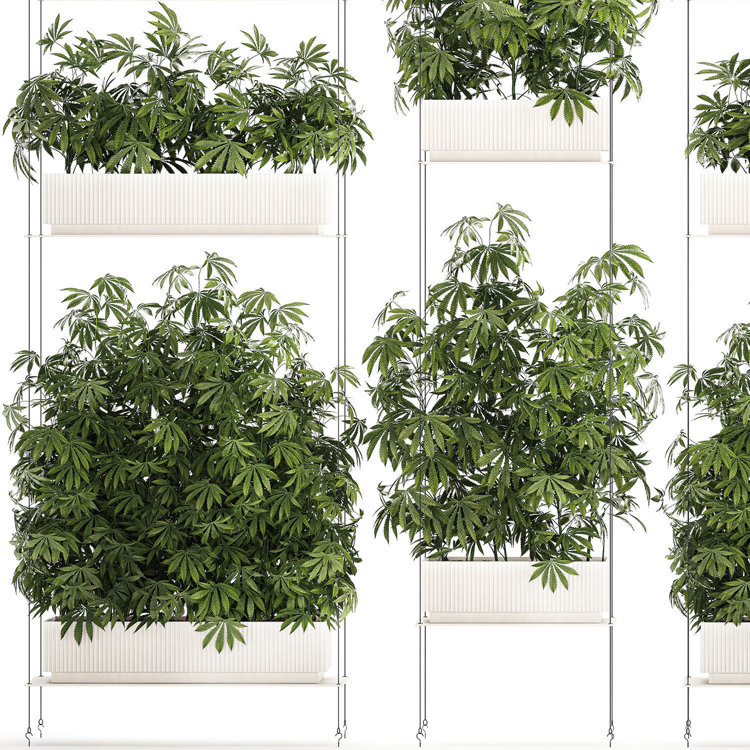 Garden plantation Bushes Hemp Marijuana Cannabis 1428 3D model_13