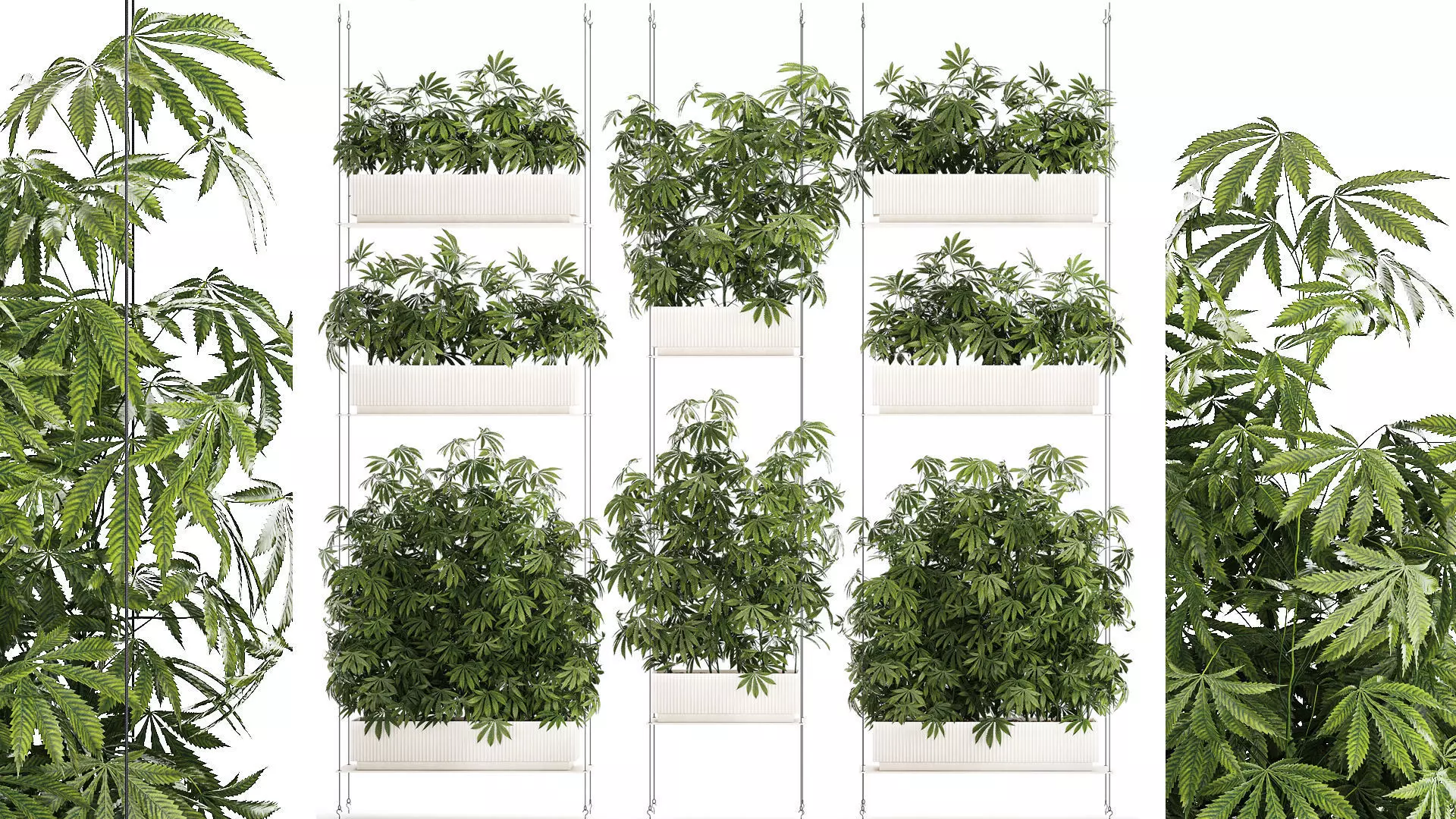 Garden plantation Bushes Hemp Marijuana Cannabis 1428 3D model_0