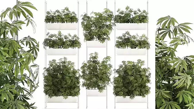 Garden plantation Bushes Hemp Marijuana Cannabis 1428 3D model