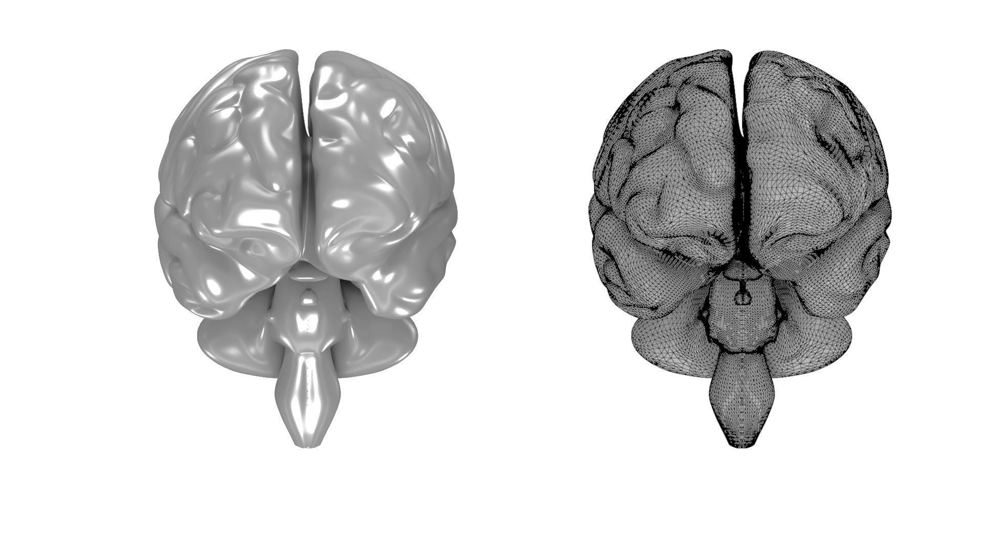 Printable Human Brain 3D print model_5