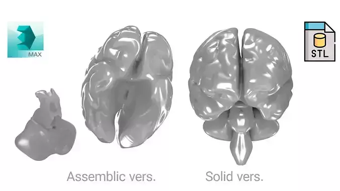 Printable Human Brain 3D print model