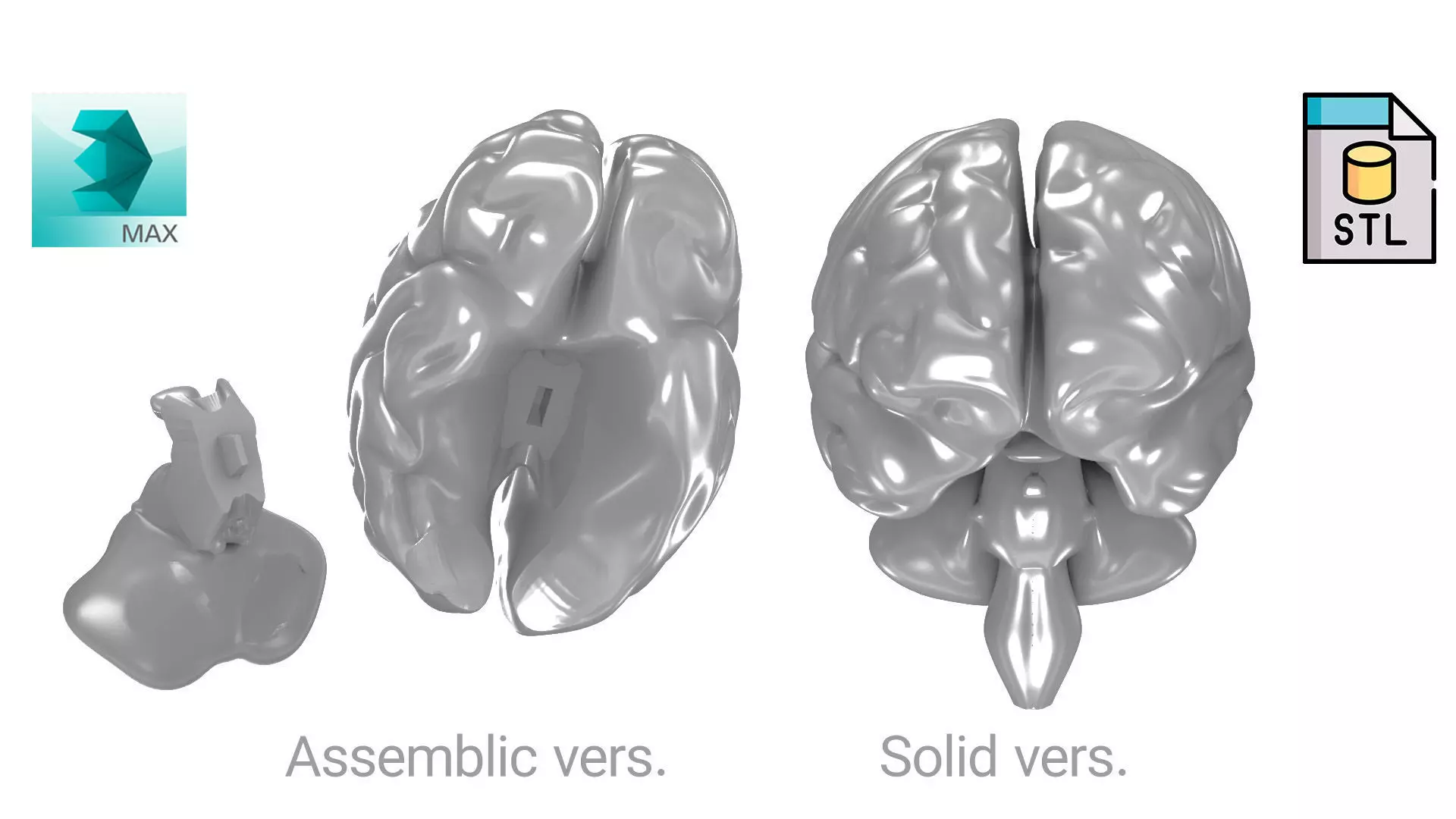 Printable Human Brain 3D print model_0