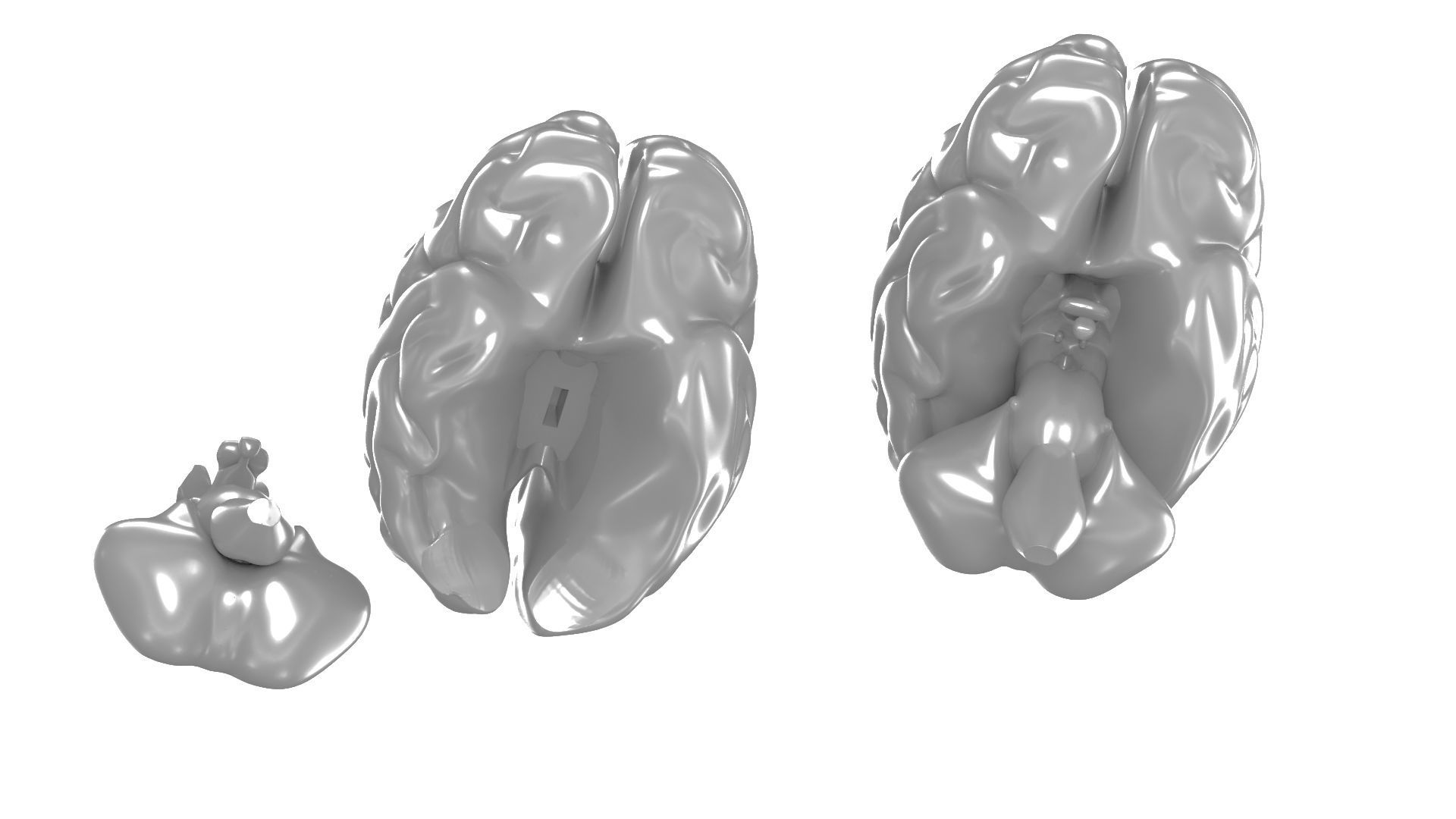 Printable Human Brain 3D print model_9