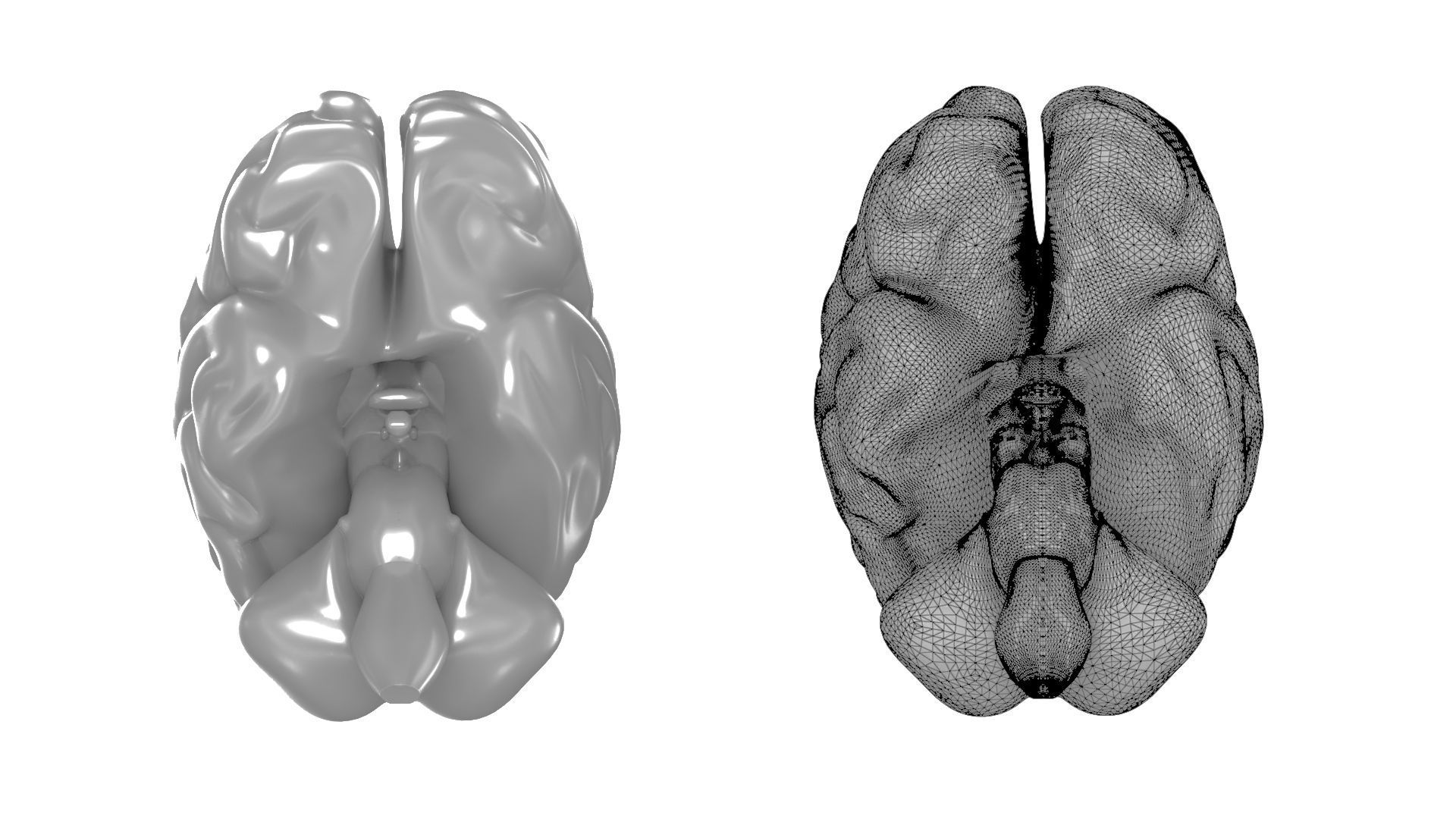 Printable Human Brain 3D print model_6