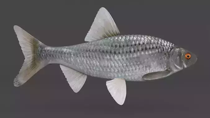 Fish Vobla 3D model
