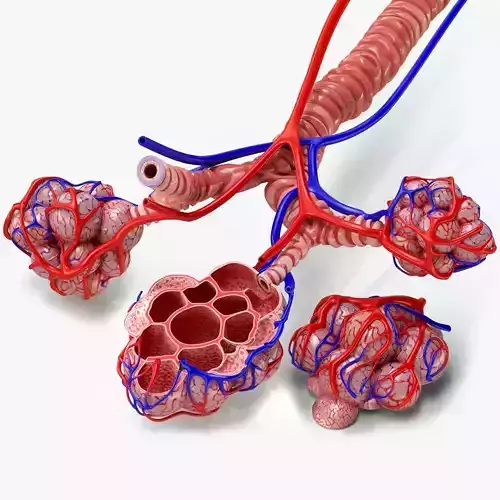 Alveoli with CrossSection 3D model