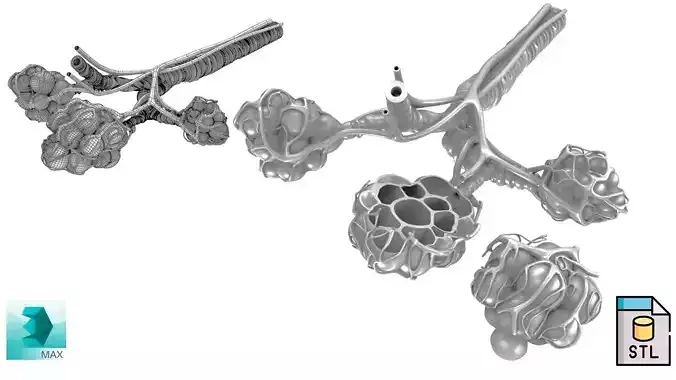 Printable Alveoli with Cross-Section 3D print model
