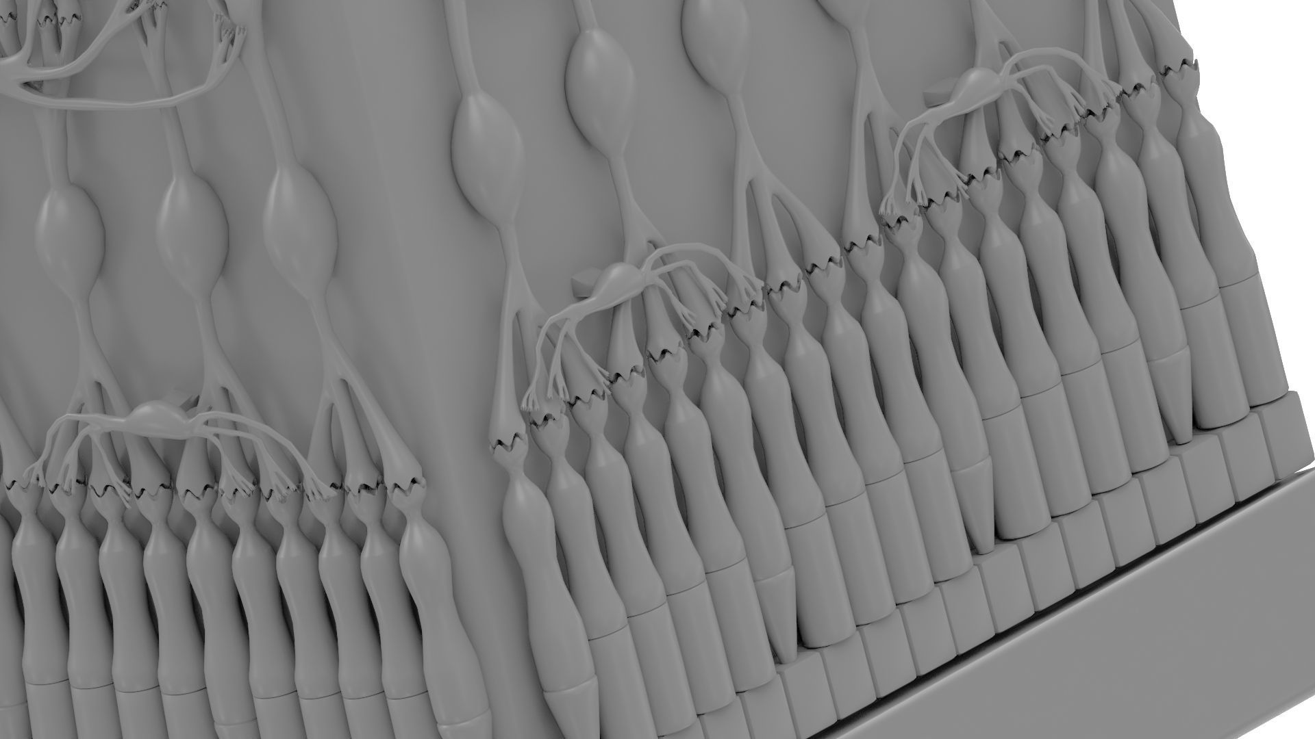 Retina Anatomy 3D print model_3