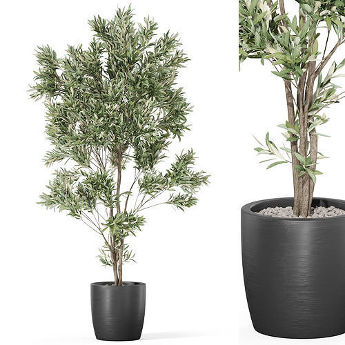 Plants collection 1004 3D model