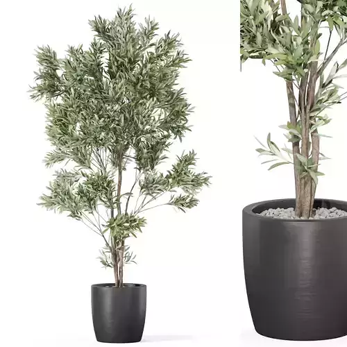 Plants collection 1004 3D model