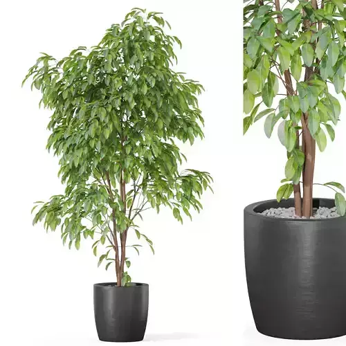 Plants collection 1005 3D model
