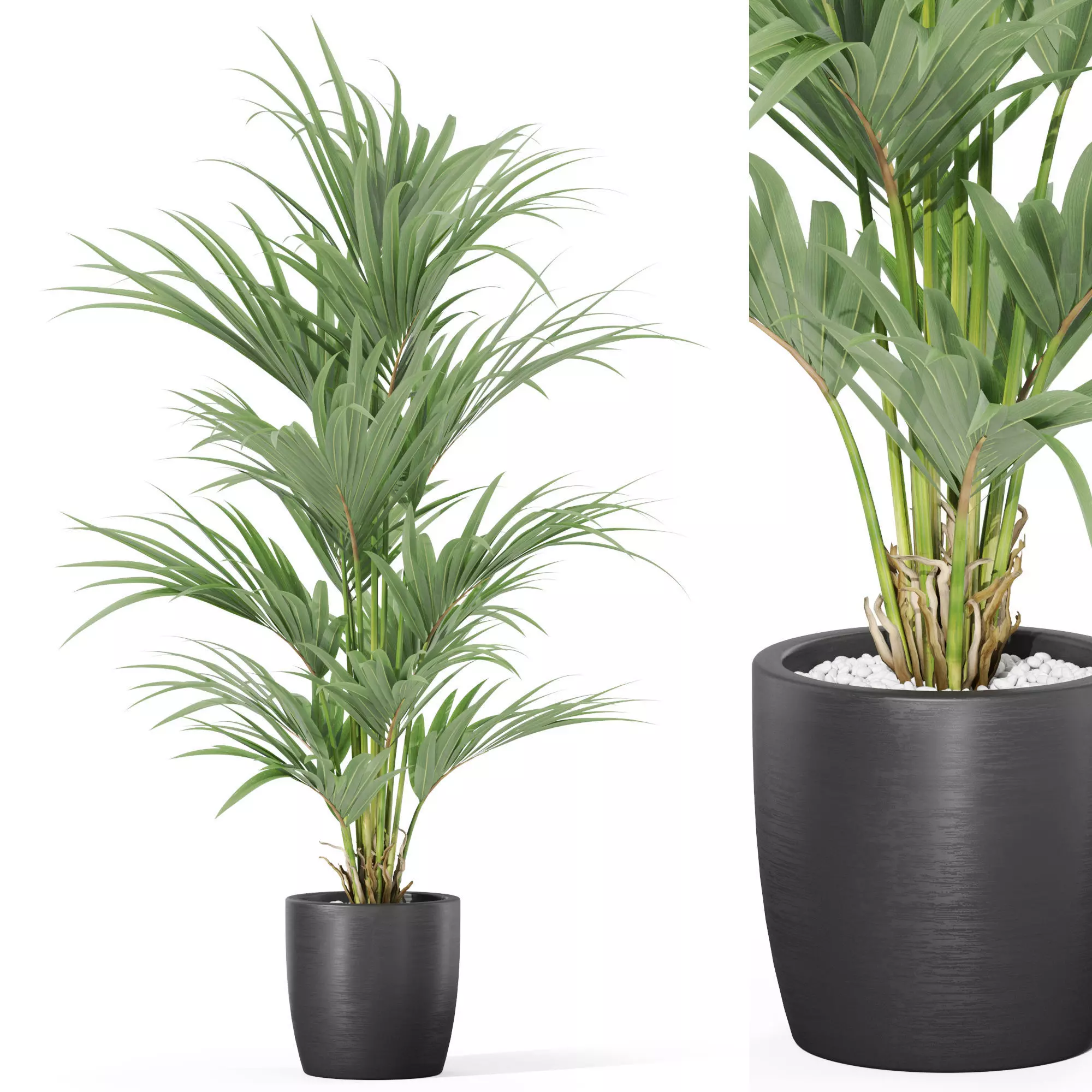 Plants collection 1007 3D model